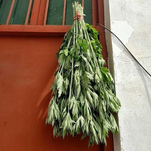 新鲜野生整颗艾草艾叶长棵艾叶草端午节挂门上整把全株艾草叶驱蚊