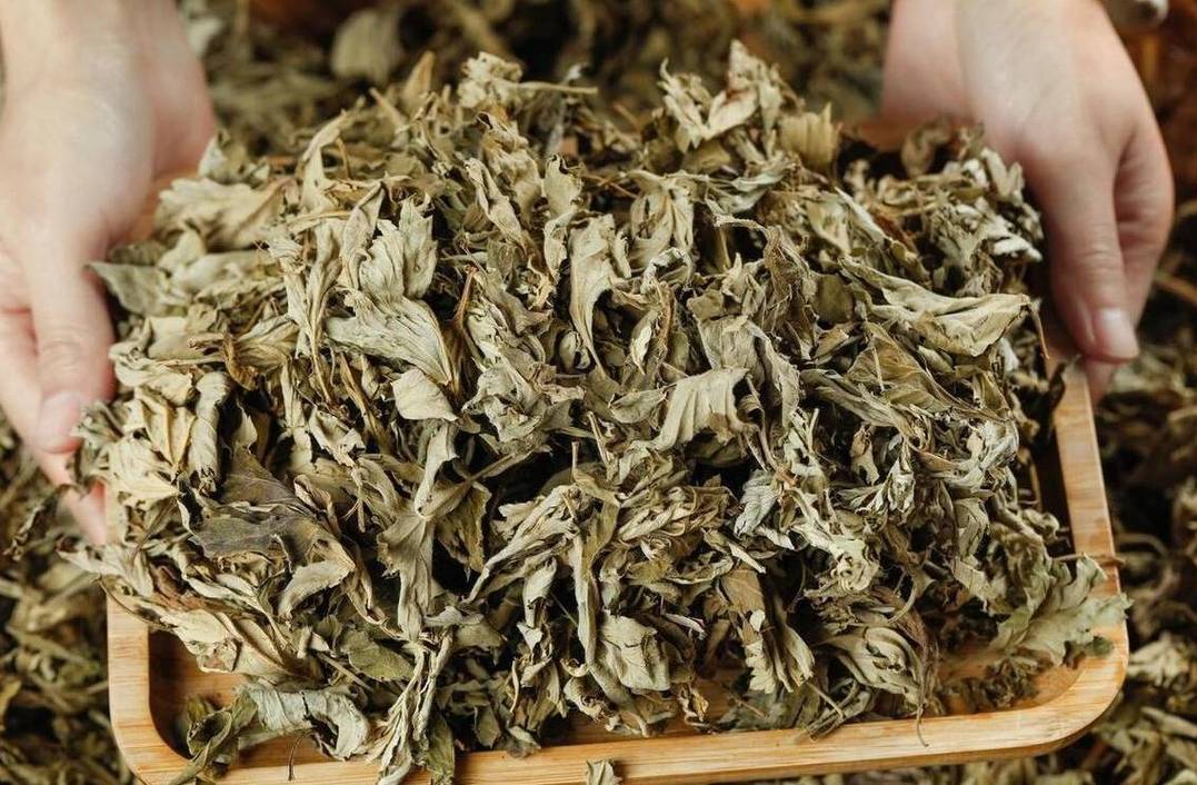 挂艾草有讲究,"端午艾草三不挂,挂了家里灾祸多",有道理吗?