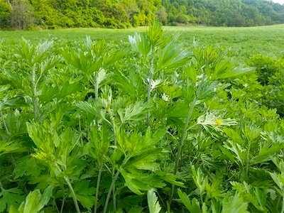 宜君孫思邈艾草產品 千年藥王智慧與現代健康生活的橋樑
